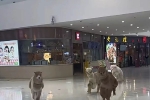太原一商場(chǎng)內(nèi)有羊駝奔跑，回應(yīng)：平時(shí)經(jīng)常遛，不傷人，可以免費(fèi)摸