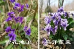 早開堇菜和紫花地丁