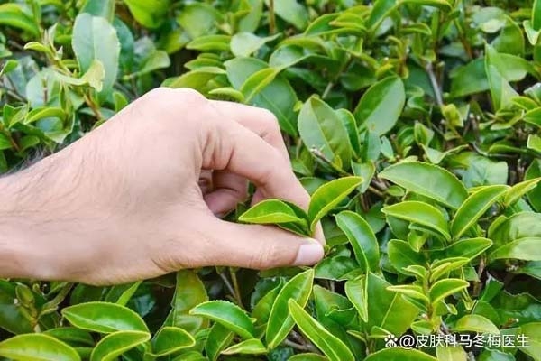 茶葉是打通人體經(jīng)絡(luò)最有效的食品？復(fù)旦研究：不同茶葉有相應(yīng)歸經(jīng)