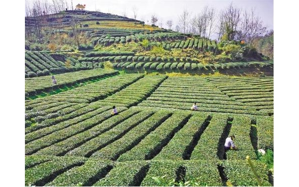 產(chǎn)業(yè)旺了 農(nóng)民笑了——西鄉(xiāng)縣發(fā)展特色產(chǎn)業(yè)助推鄉(xiāng)村振興紀實 ...