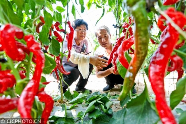甘肅張掖：引種800多個新品種助推百億級“菜籃子”產(chǎn)業(yè)