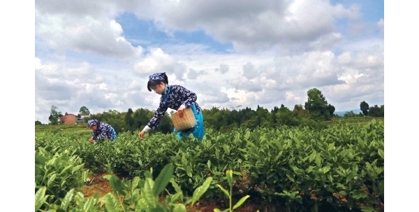 培育特色產(chǎn)業(yè) 筑牢發(fā)展基礎 ——四川省平昌縣鉚足脫貧產(chǎn)業(yè)增收后勁 ...