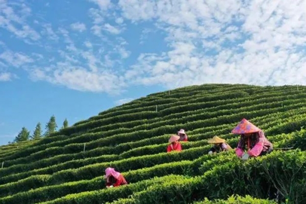 福建龍巖：借力臺商“朋友圈”，做強農(nóng)業(yè)產(chǎn)業(yè)