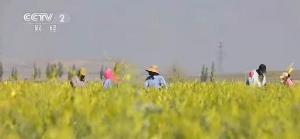 【鄉(xiāng)村振興看一線】寧夏鹽池：培育專業(yè)合作社、打造產(chǎn)業(yè)鏈條 黃花菜鋪出金色致富路 ...