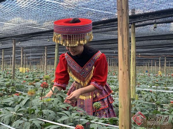 從規(guī)模種植到精深加工 文山三七產(chǎn)業(yè)發(fā)展成效顯著
