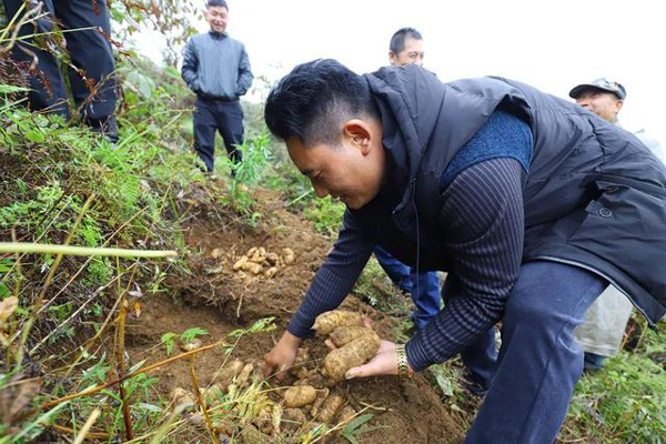 象雷協(xié)作精準(zhǔn)幫扶：烏天麻產(chǎn)業(yè)托起高山農(nóng)戶共富夢