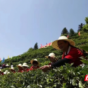 產(chǎn)業(yè)興起湯溪秀