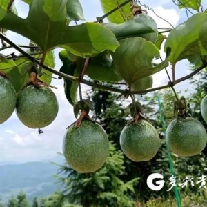 「走進鄉(xiāng)村看振興」貴州航電：振興產(chǎn)業(yè)助力幫扶村做強集體經(jīng)濟 ...