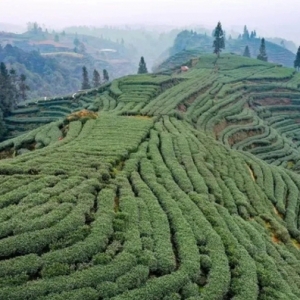 春茶上市丨雅安名山：“蒙頂山茶”上新