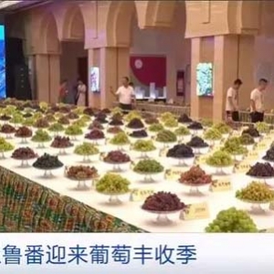產(chǎn)值有望突破30億元！新疆吐魯番迎來(lái)葡萄豐收季