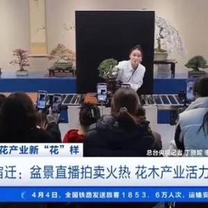 江蘇宿遷盆景直播產(chǎn)業(yè)火熱！庭院造景年產(chǎn)值約7000萬元