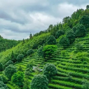 做好“土特產(chǎn)”文章，肇慶加快打造茶產(chǎn)業(yè)品牌