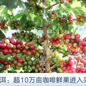 咖啡市場火爆！云南寧洱咖啡全產(chǎn)業(yè)鏈產(chǎn)值或達13.46億元→