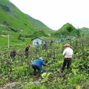 重慶開州：預計到2029年，道地中藥材全產(chǎn)業(yè)鏈產(chǎn)值將突破200億元